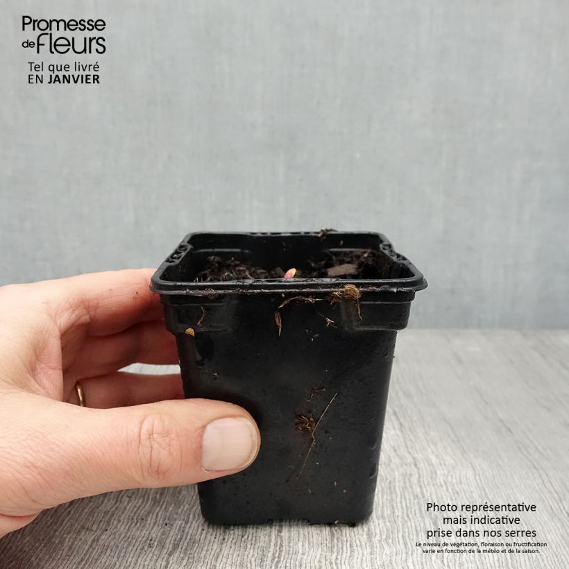 Spécimen de Rhubarbe des jardins Victoria - Rheum rhabarbarum Godet de 8/9 cm tel que livré en hiver