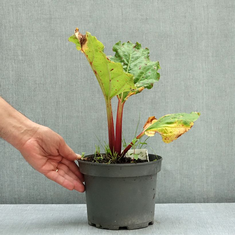 Spécimen de Rhubarbe Frambozen Rood Pot de 2L/3L tel que livré en automne