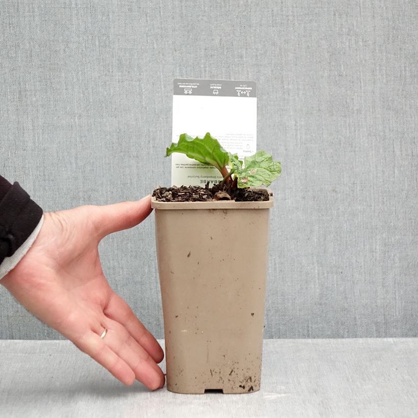 Spécimen de Rhubarbe Fulton's Strawberry Surprise Pot de 1L/1,5L tel que livré en automne