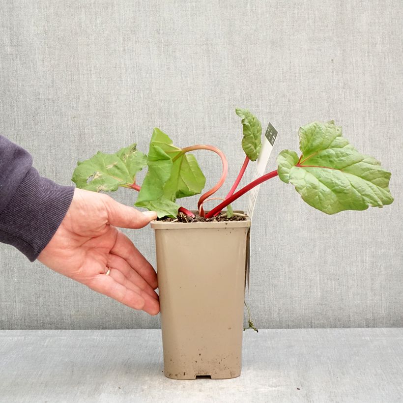 Spécimen de Rhubarbe Fulton's Strawberry Surprise Pot de 1L/1,5L tel que livré au printemps