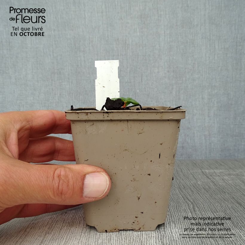 Spécimen de Rhubarbe palmée - Rheum palmatum var. tanguticum Godet de 8/9 cm tel que livré en automne
