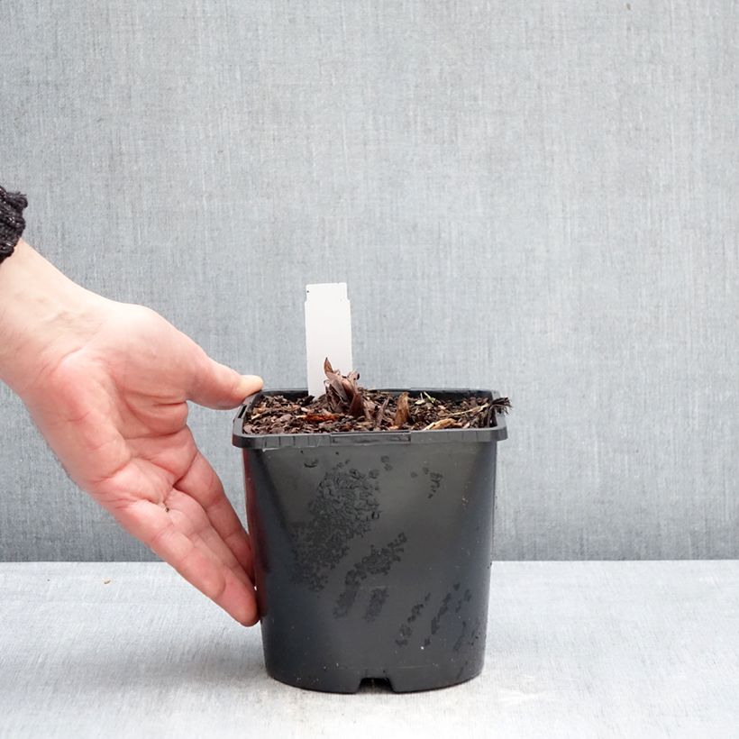 Amostra de Rheum palmatum var. tanguticum Vaso de 2 L/3 L tal como entregue no inverno