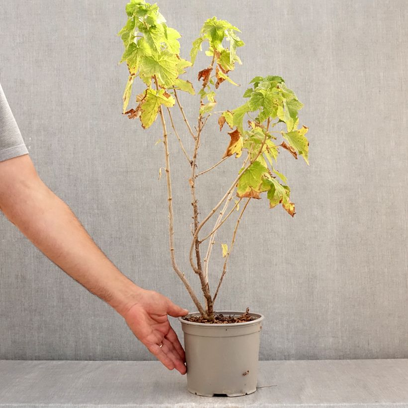 Spécimen de Ribes americanum Variegatum - Groseillier d'Amérique panaché Pot de 3L/4L tel que livré en été