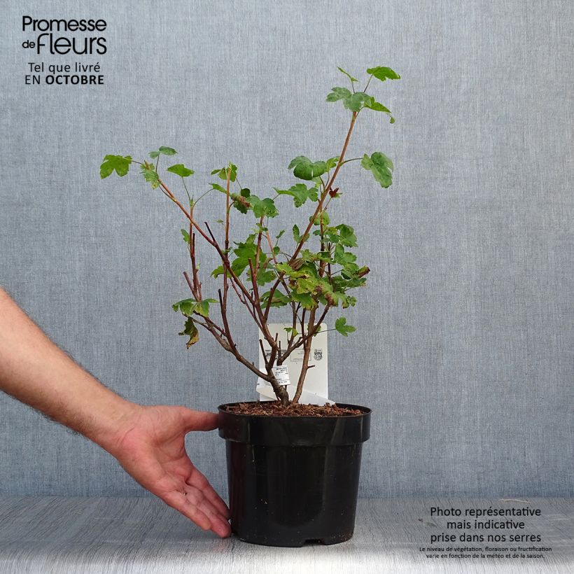 Spécimen de Ribes gordonianum - Groseillier de Gordon Pot de 3L/4L tel que livré en automne