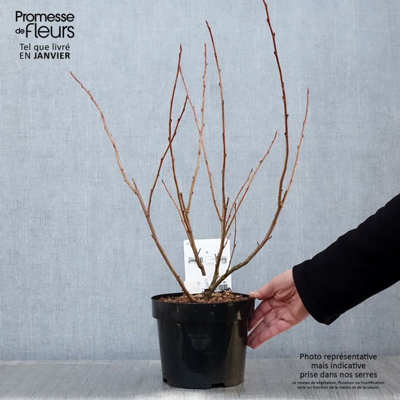 Spécimen de Ribes gordonianum - Groseillier de Gordon Pot de 3L/4L tel que livré en hiver