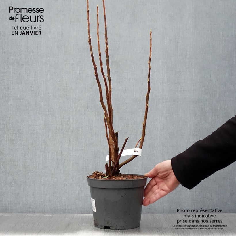 Spécimen de Ribes sanguineum - Cassis-fleur Pot de 3L/4L tel que livré en hiver