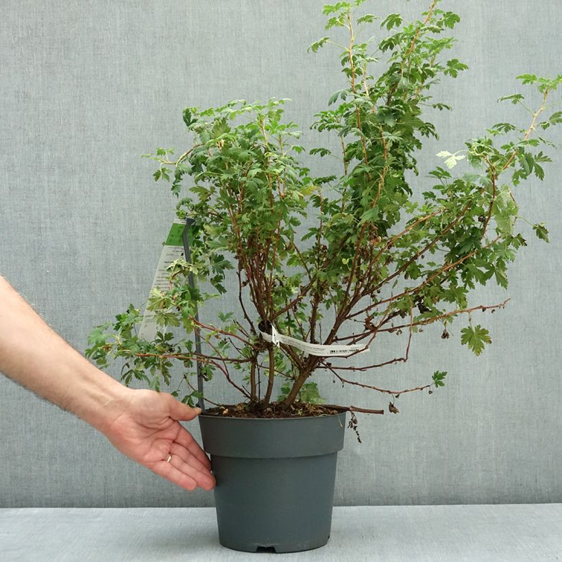 Spécimen de Ribes sanguineum Johannie Whitenow! - Groseillier à fleurs Pot de 4L/5L tel que livré en automne