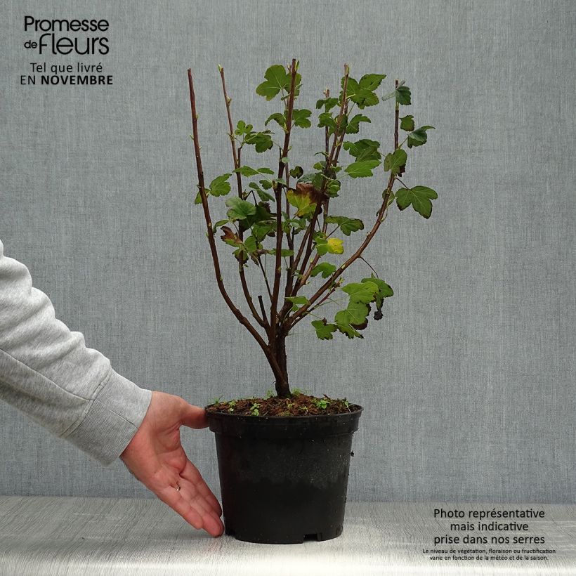 Spécimen de Ribes sanguineum King Edward VII - Groseiller à fleurs  Pot de 3L/4L tel que livré en automne