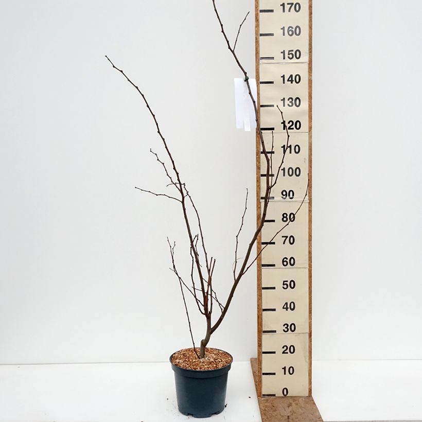 Spécimen de Robinia margaretta Georgia da Torino - Robinier rose Pot de 7,5L/10L tel que livré en hiver