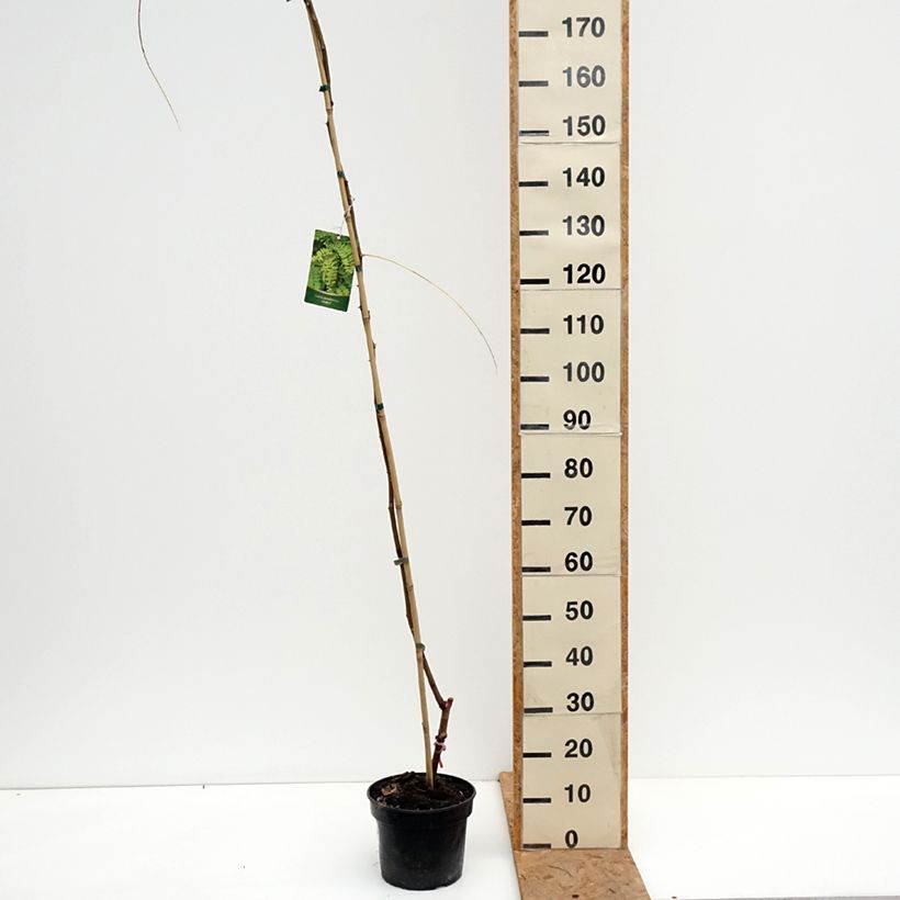 Spécimen de Robinia pseudoacacia Altdorf - Robinier faux acacia doré Pot de 4L/5L tel que livré en automne