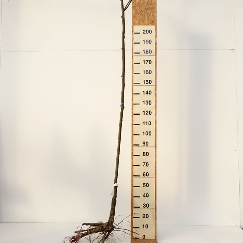 Spécimen de Robinia pseudoacacia Casque Rouge - Robinier faux acacia  Racines nues, Tige 8/10 tel que livré en hiver