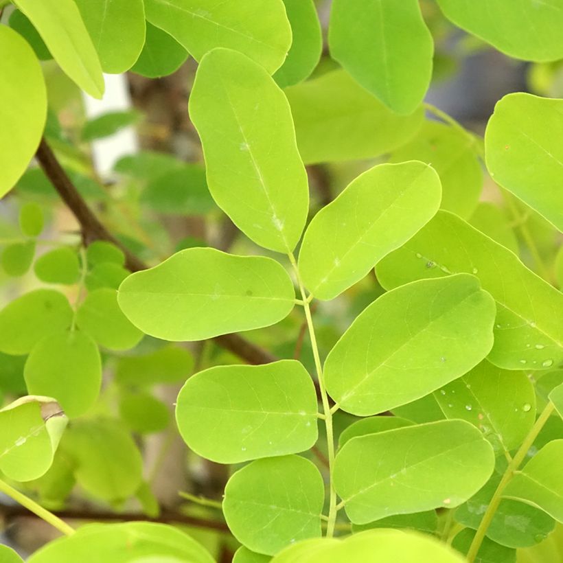 Robinia pseudoacacia Coluteoides - Robinier faux acacia (Feuillage)