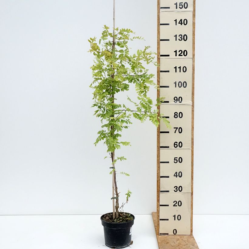 Spécimen de Robinia pseudoacacia Coluteoides - Robinier faux acacia Pot de 4L/5L, Greffé tel que livré en été
