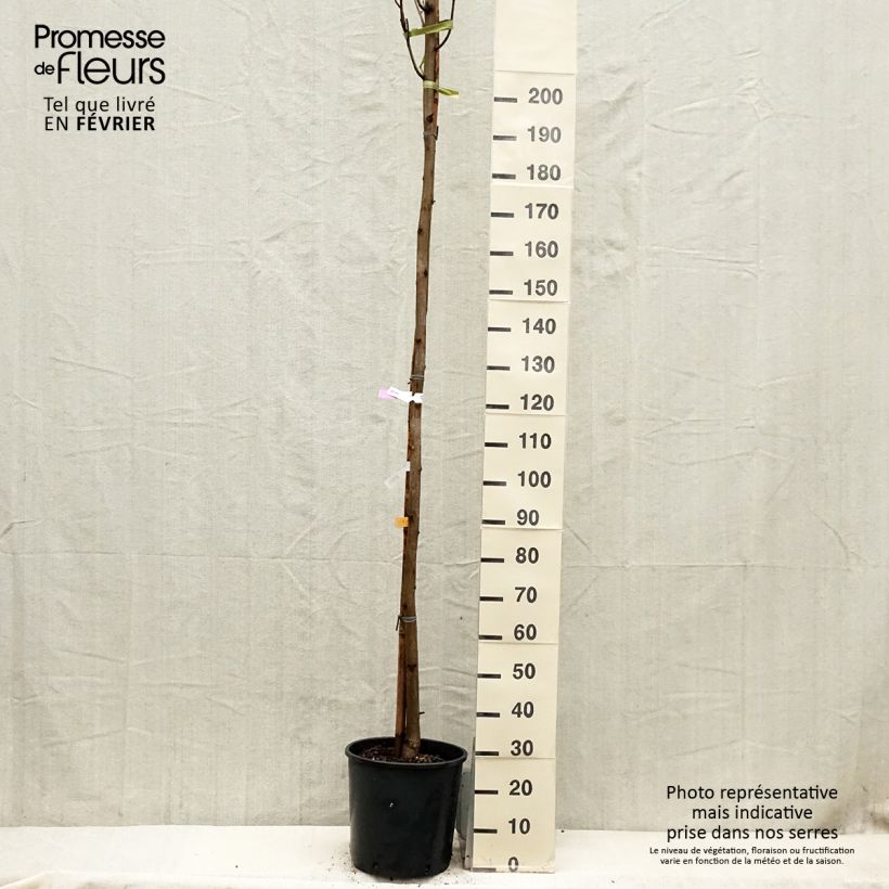Spécimen de Robinia pseudoacacia Frisia - Robinier doré  Pot de 12L/15L, Baliveau tel que livré en hiver