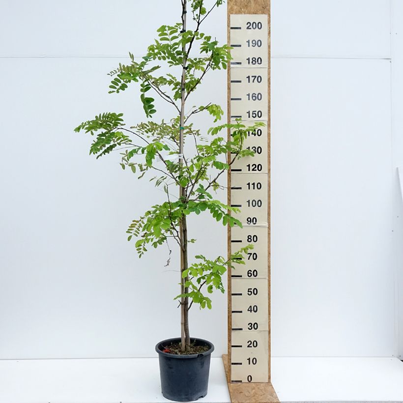 Spécimen de Robinia pseudoacacia Frisia - Robinier doré  Pot de 12L/15L, Baliveau tel que livré en été