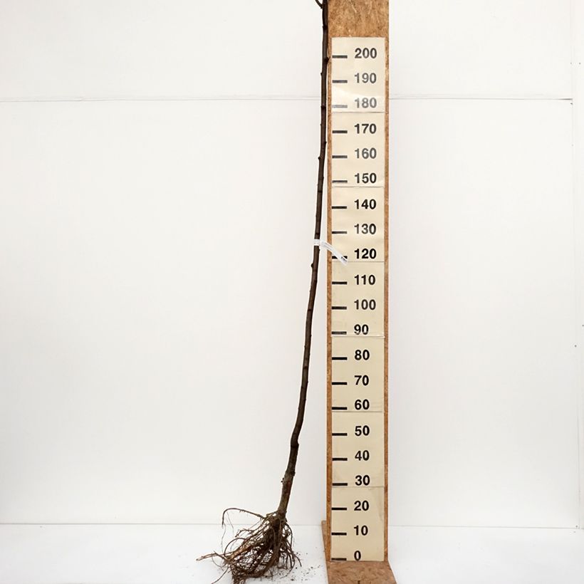 Spécimen de Robinia pseudoacacia Frisia - Robinier doré  Racines nues, Tige 6/8 tel que livré en hiver