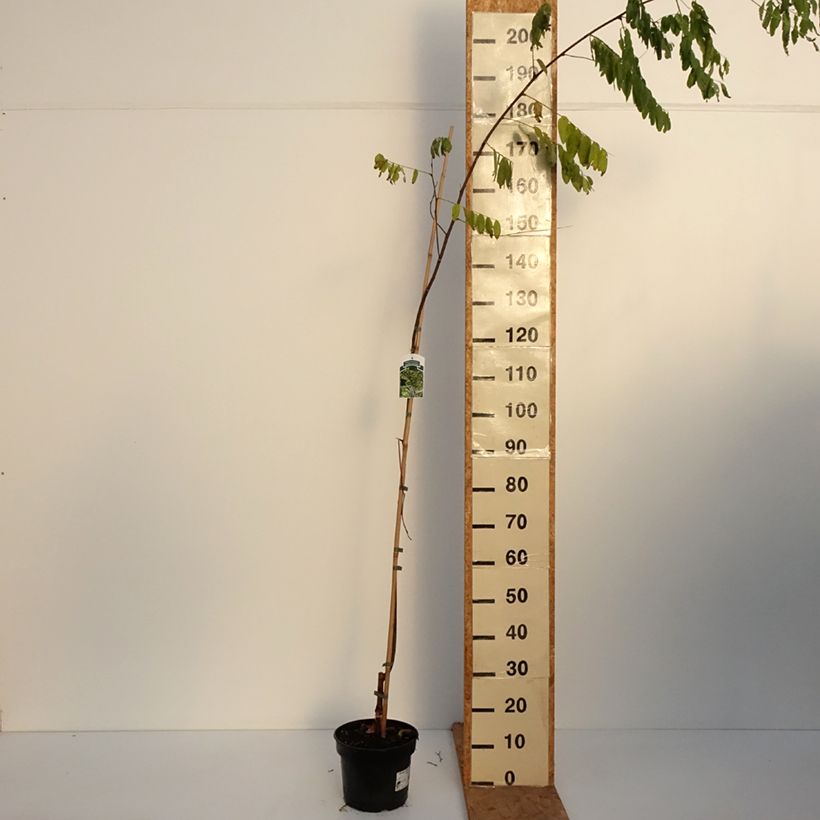 Spécimen de Robinia pseudoacacia Karolina Zamoyska - Robinier panaché Pot de 4L/5L tel que livré en automne