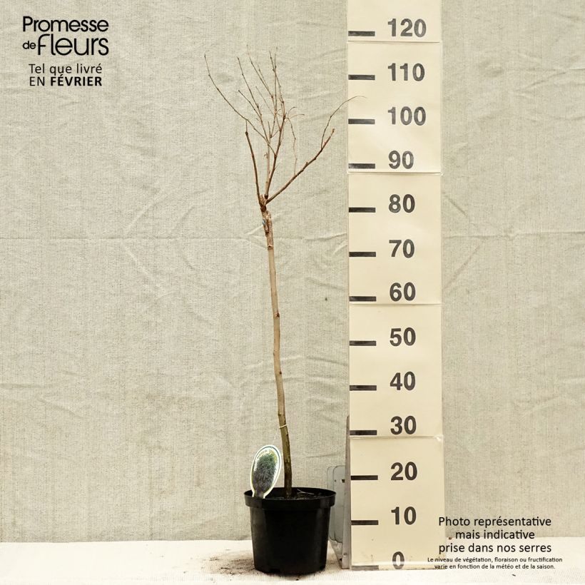 Spécimen de Robinia pseudoacacia Umbraculifera - Acacia boule. Pot de 4L/5L, 1/2 Tige. tel que livré en hiver