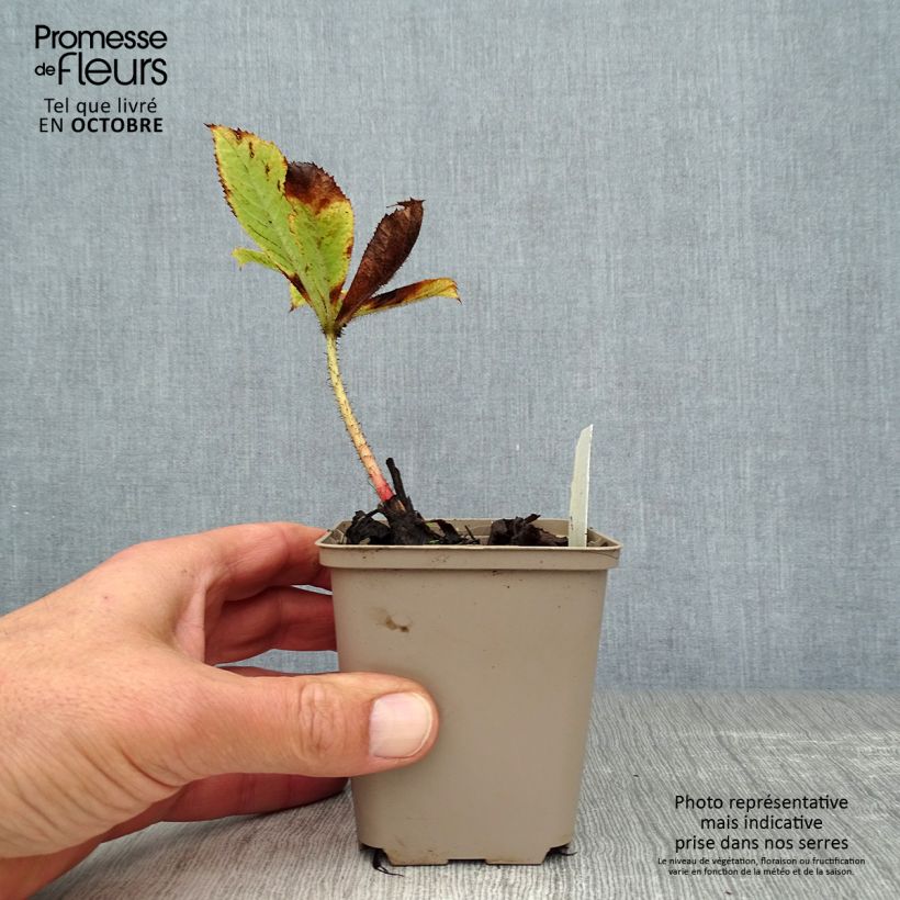 Spécimen de Rodgersia henrici Godet de 8/9 cm tel que livré en automne