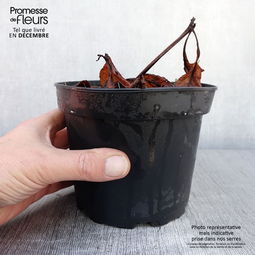 Spécimen de Rodgersia pinnata Bronze Peacock Pot de 2L/3L tel que livré en automne
