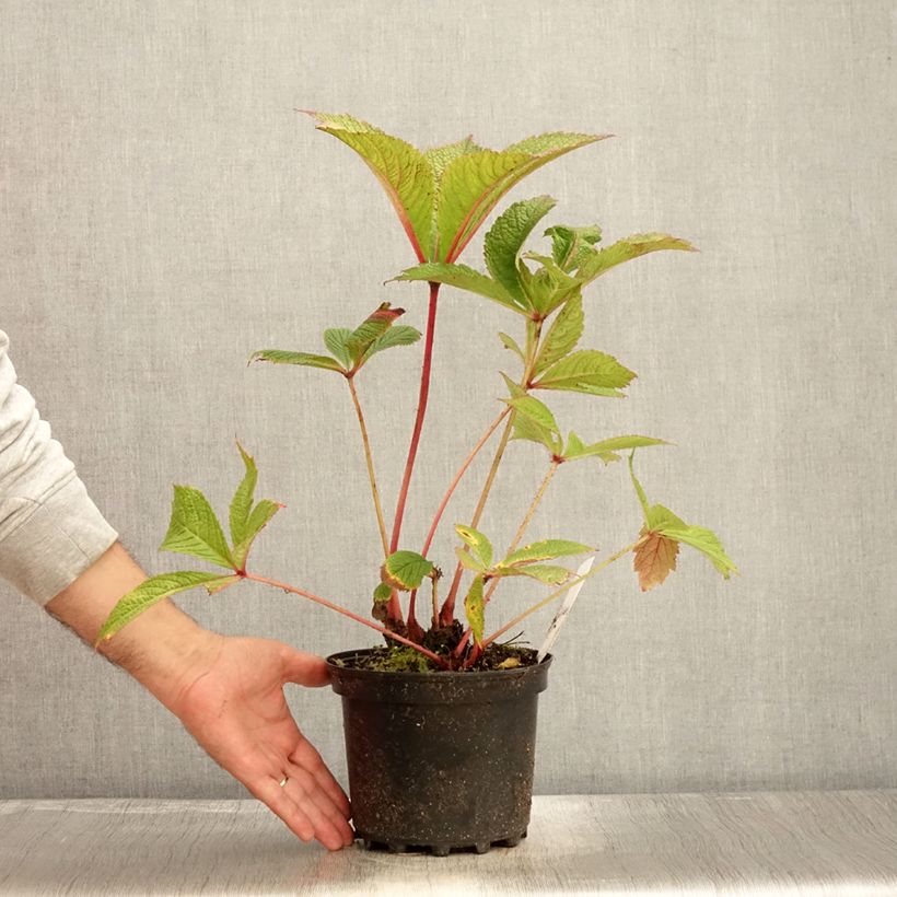 Spécimen de Rodgersia pinnata Chocolate Wings Pot de 2L/3L tel que livré en automne