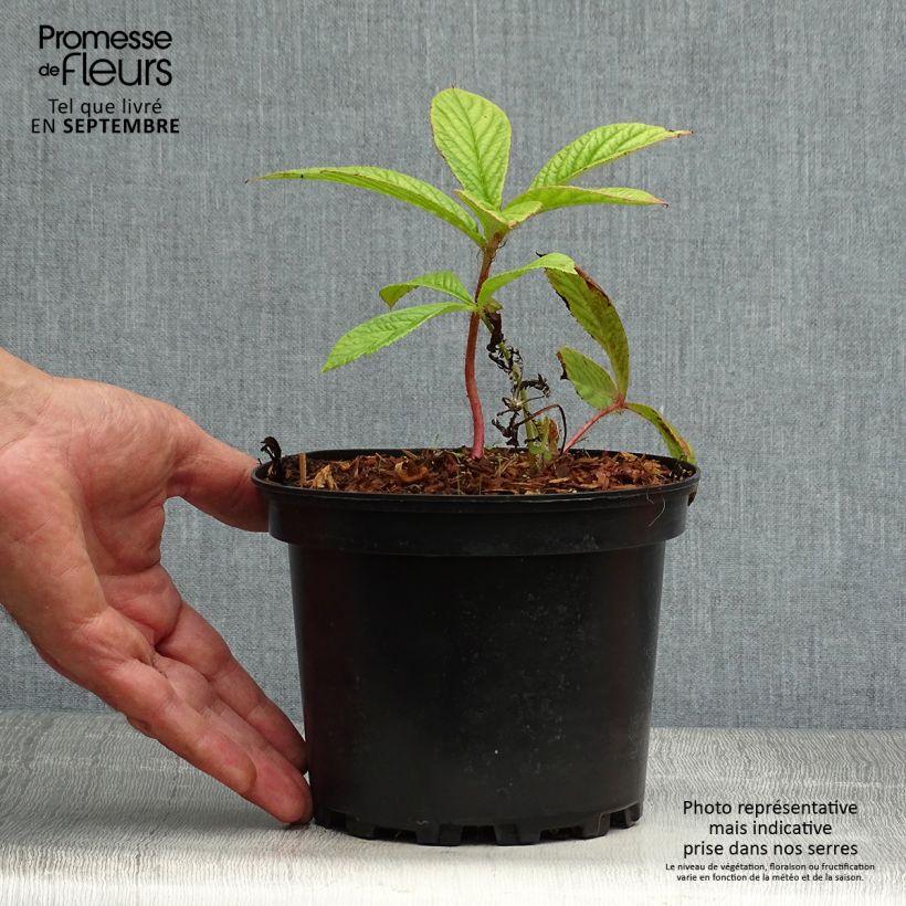 Spécimen de Rodgersia pinnata Pot de 1,5L/2L tel que livré en automne