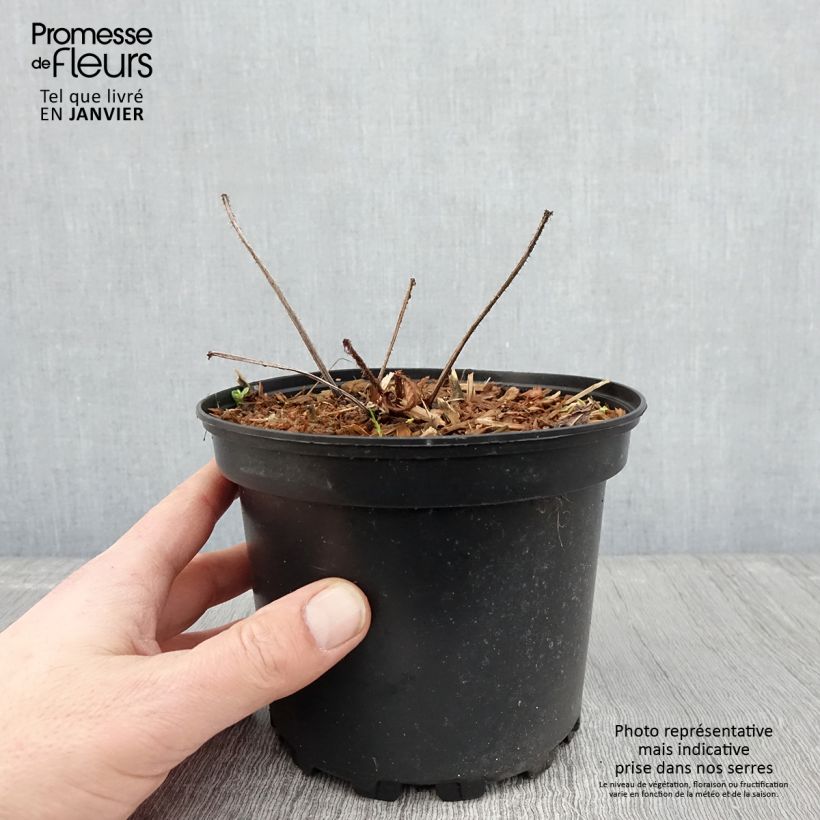 Spécimen de Rodgersia pinnata Pot de 1,5L/2L tel que livré en hiver