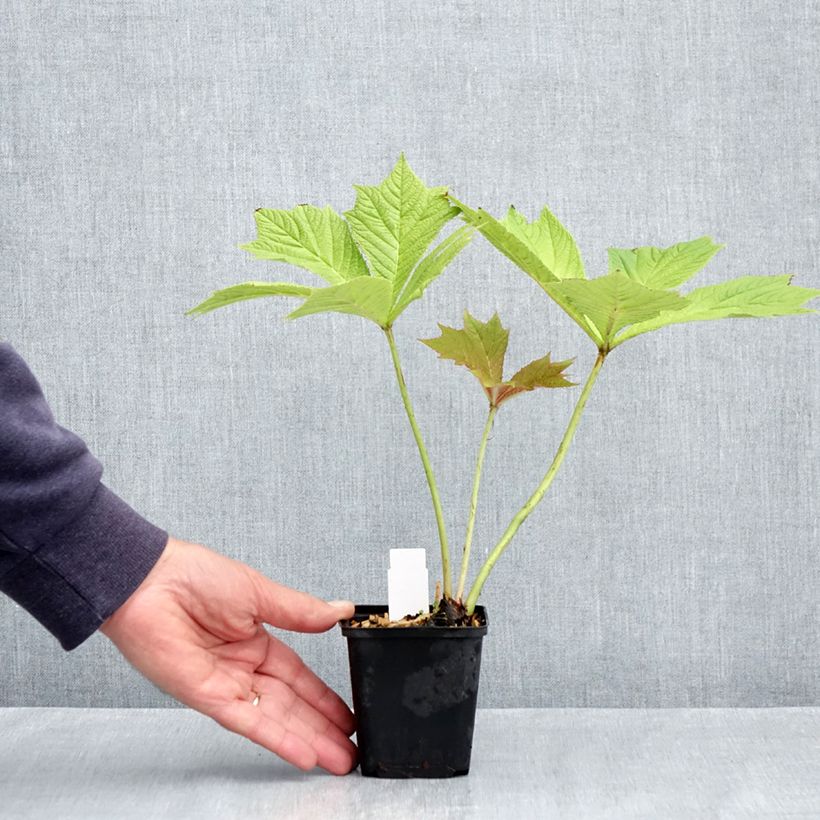 Spécimen de Rodgersia podophylla Godet de 8/9 cm tel que livré au printemps