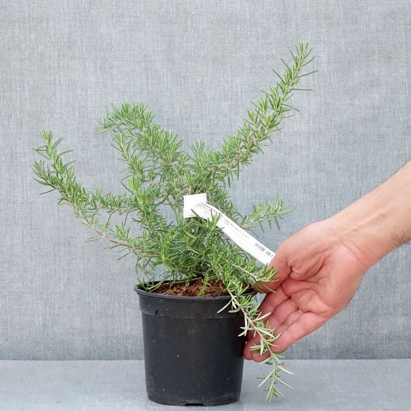 Spécimen de Romarin couvre-sol -  Rosmarinus officinalis Pointe du Raz Pot de 1,5L/2L tel que livré au printemps