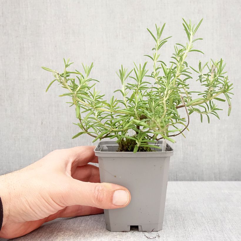 Spécimen de Romarin rampant - Rosmarinus officinalis Capri Godet de 8/9 cm tel que livré au printemps