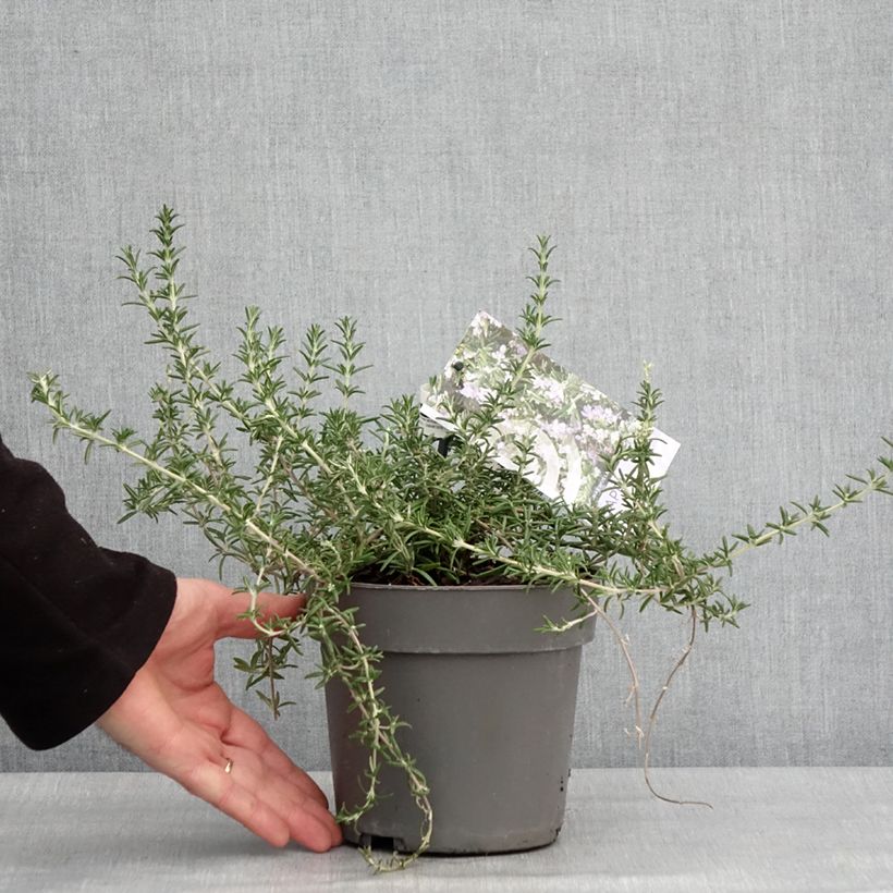 Spécimen de Romarin rampant - Rosmarinus officinalis Capri Pot de 2L/3L tel que livré en hiver