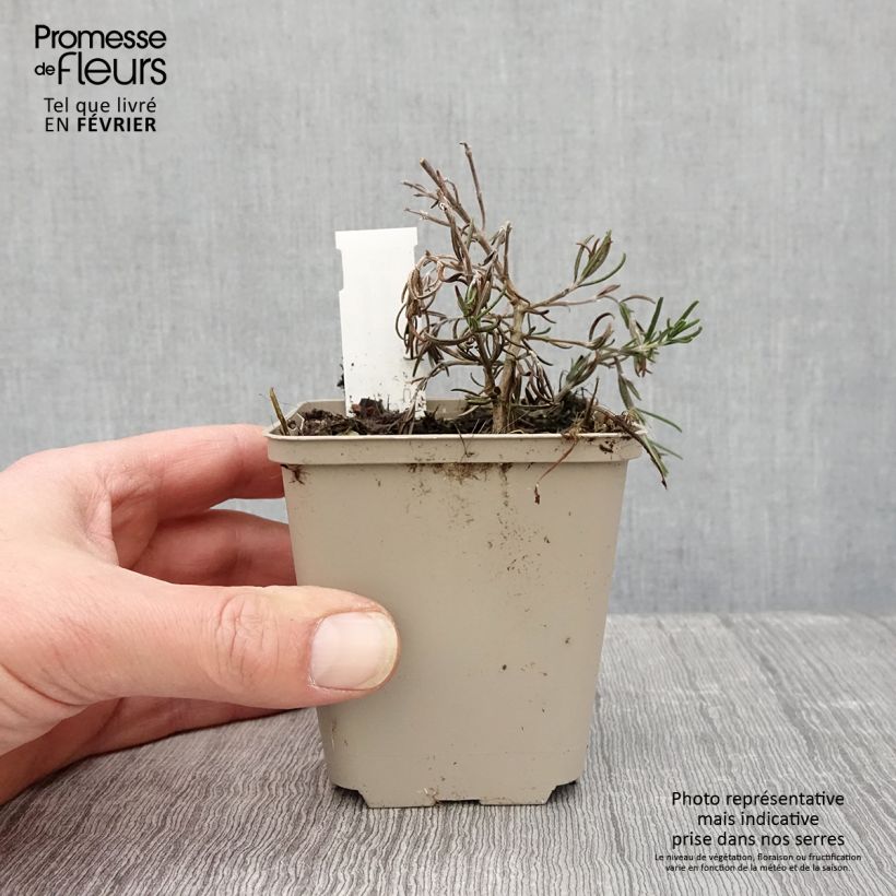 Spécimen de Romarin - Rosmarinus officinalis Majorca Pink  Godet de 8/9 cm tel que livré en hiver