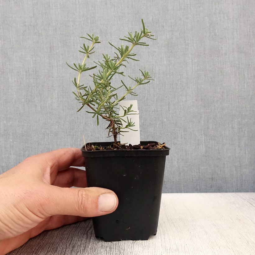 Rosmarinus officinalis Majorca Pink - Rosmarino Vasetto da 8/9 cm esemplare consegnato in primavera