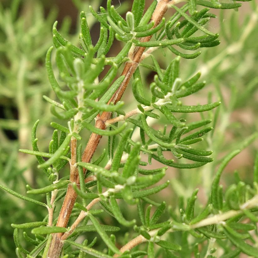Romarin - Rosmarinus officinalis Majorca Pink  (Feuillage)