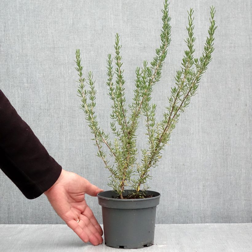 Spécimen de Romarin - Rosmarinus officinalis Majorca Pink  Pot de 1,5L/2L tel que livré en automne