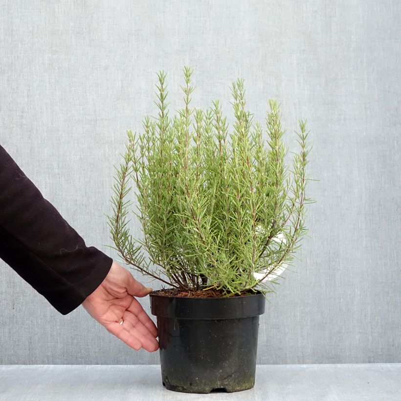 Spécimen de Romarin - Rosmarinus officinalis Mrs. Jessop's Upright Pot de 3L/4L tel que livré en automne