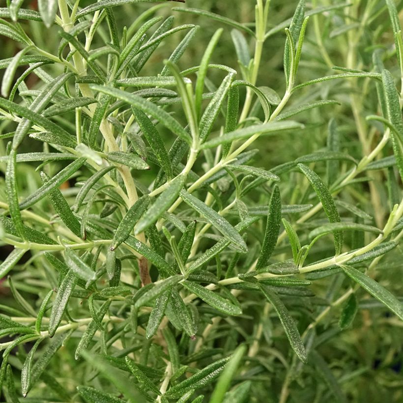 Romarin - Rosmarinus officinalis Tuscan Blue (Feuillage)