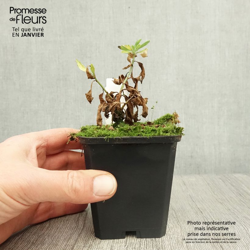 Spécimen de Romneya coulteri - Pavot en arbre Godet de 8/9 cm tel que livré en hiver