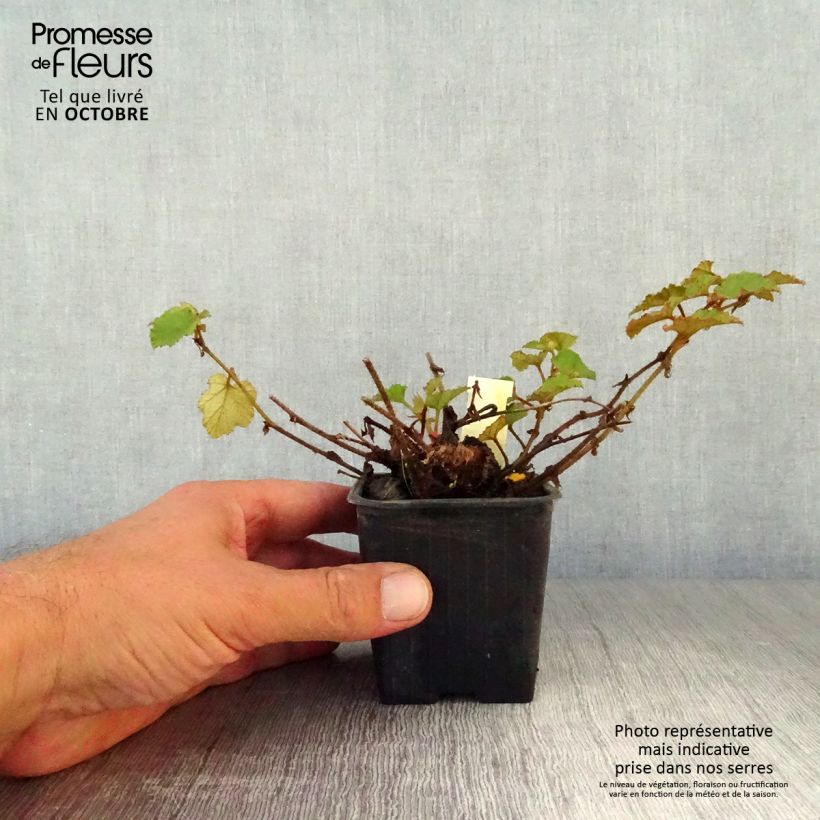 Spécimen de Ronce Betty Ashburner - Rubus tricolor Godet de 8/9 cm tel que livré en automne