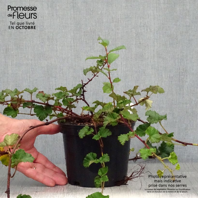 Spécimen de Ronce Betty Ashburner - Rubus tricolor Pot de 1,5L/2L tel que livré en automne