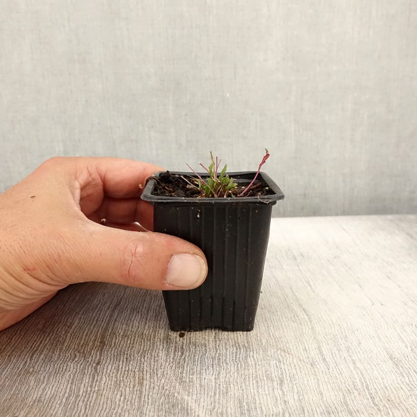 Spécimen de Roquette sauvage BIO - Diplotaxis erucoides Godet de 8/9 cm tel que livré en automne