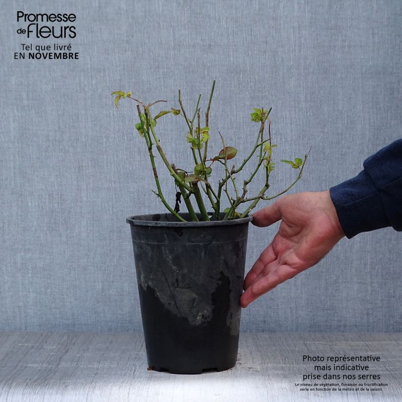 Spécimen de Rosa Golden Border - Rosier à fleurs groupées Pot de 3L/4L tel que livré en automne