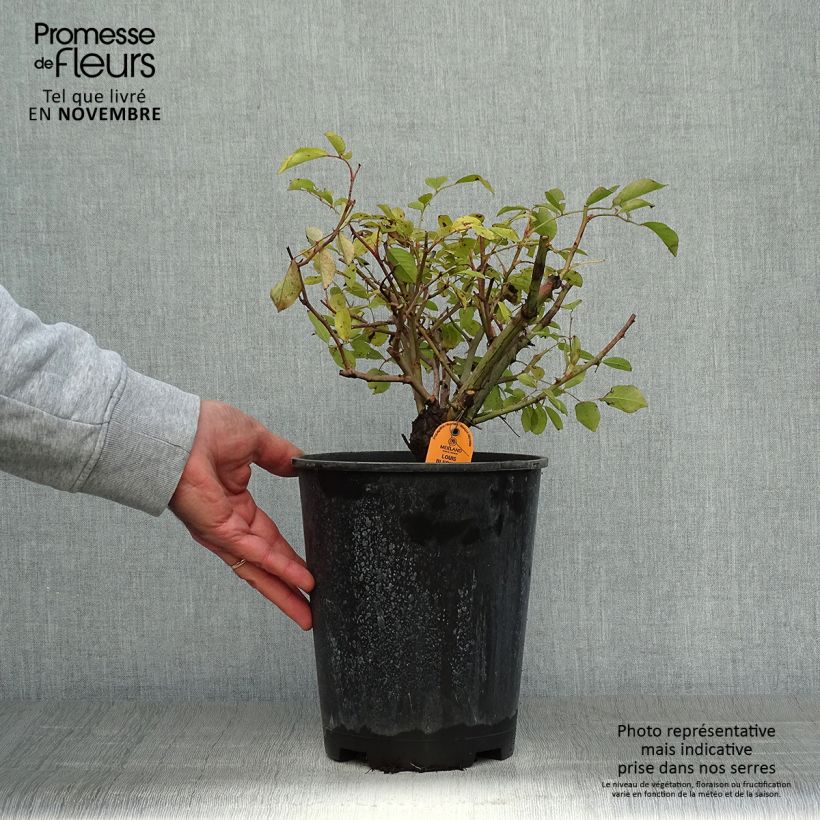 Spécimen de Rosa Louis Blériot - Rosier paysager Pot de 4L/5L tel que livré en automne