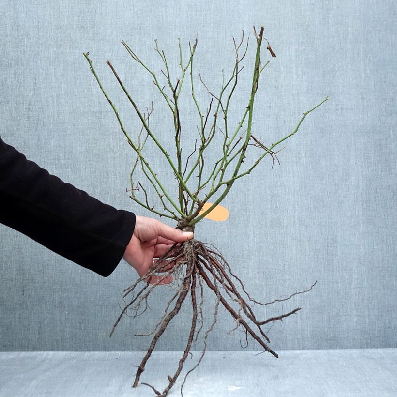 Spécimen de Rosa Louis Blériot - Rosier paysager Racines nues tel que livré en hiver