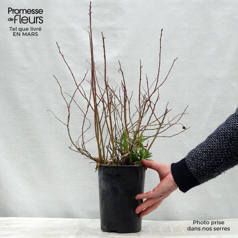 Spécimen de Rosier botanique - Rosa nitida Pot de 2L/3L Qualité 2 branches tel que livré en hiver