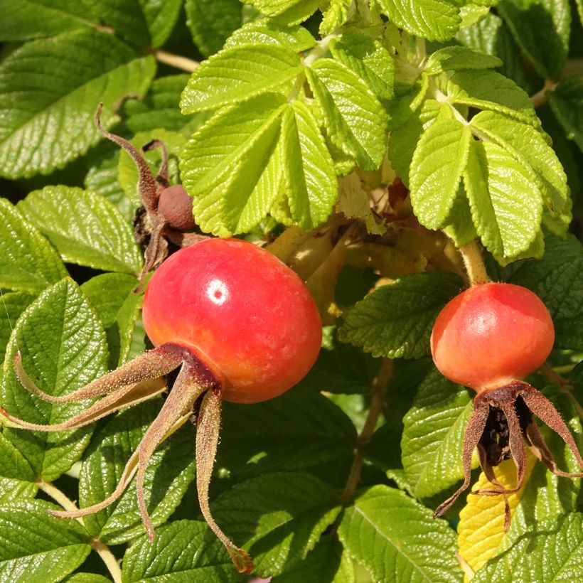 Rosa rugosa Angelia Pink (Récolte)