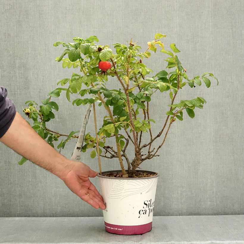 Spécimen de Rosa rugosa Angelia Pink Pot de 4L/5L tel que livré en été