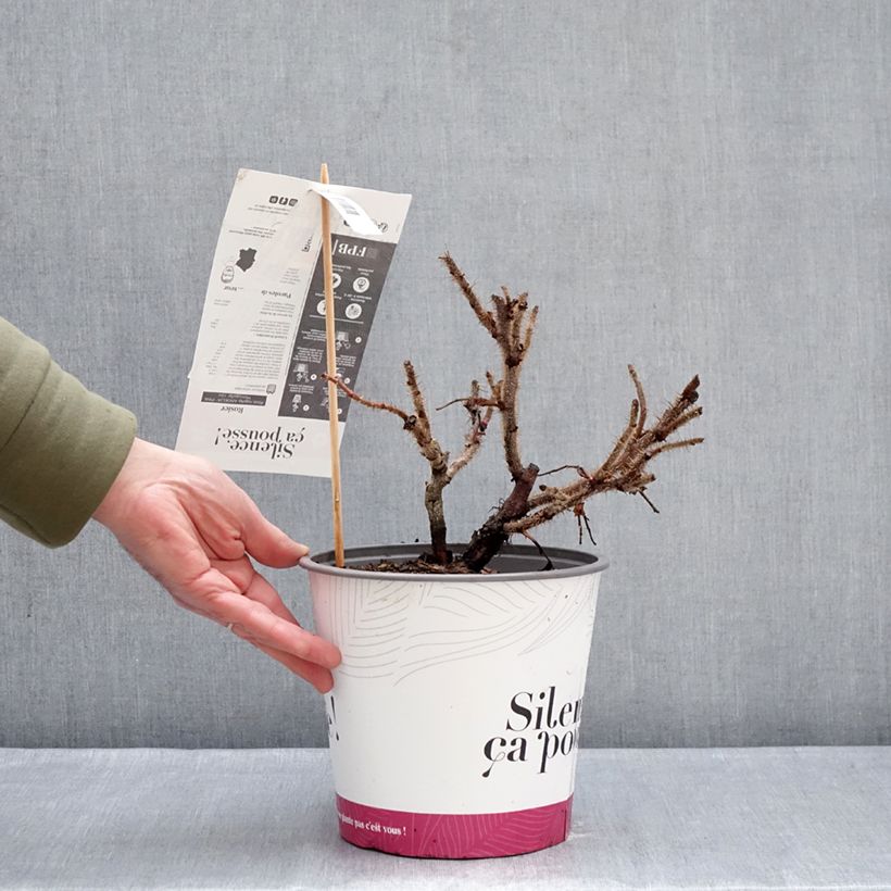 Spécimen de Rosa rugosa Angelia Pink Pot de 4L/5L tel que livré en hiver