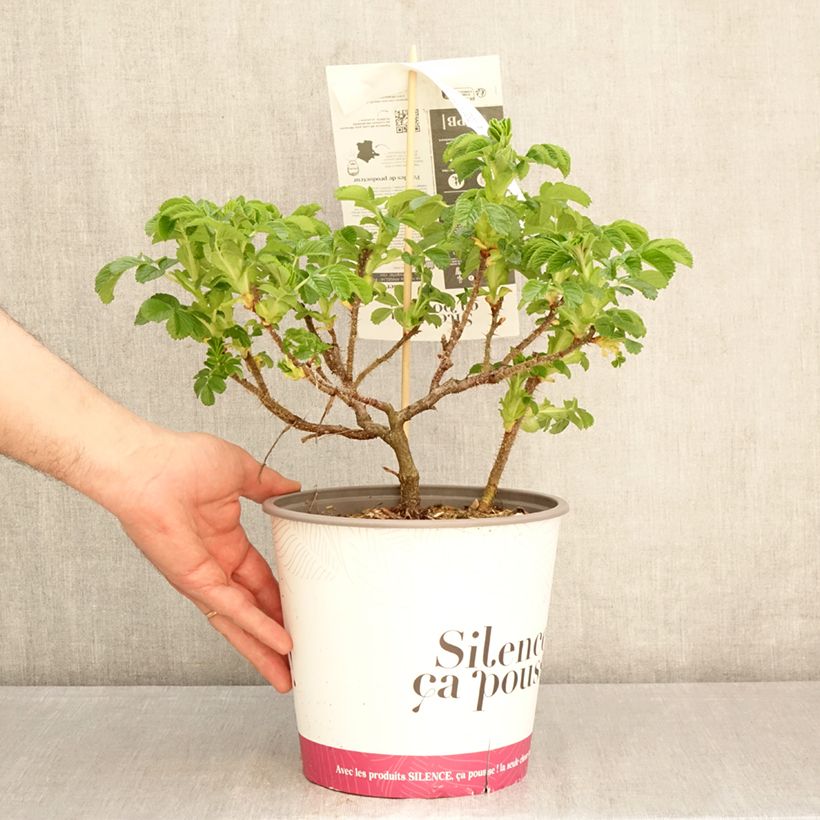 Spécimen de Rosa rugosa Angelia Pink Pot de 4L/5L tel que livré au printemps