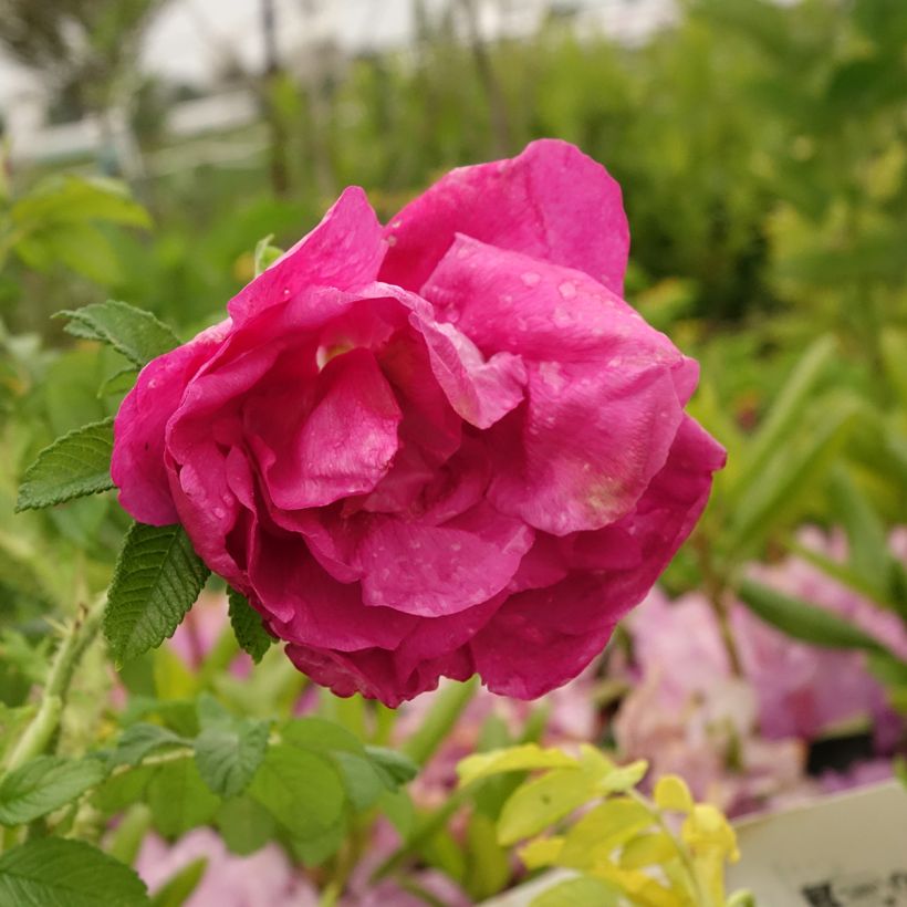 Rosa rugosa Angelia Purple (Floraison)